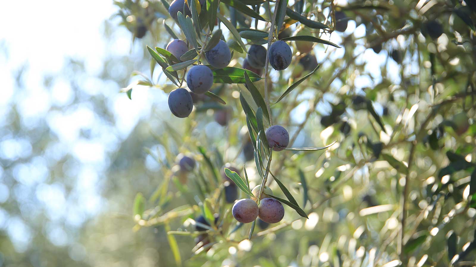olive tree branches