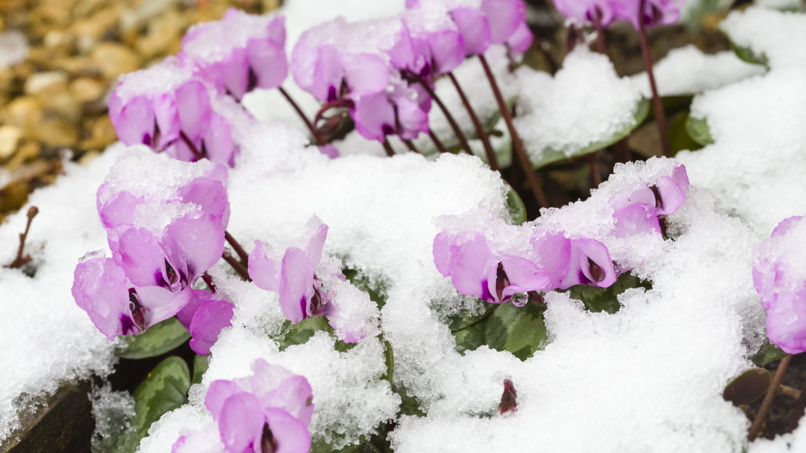 Pink cyclamen coum flowers poking through snow