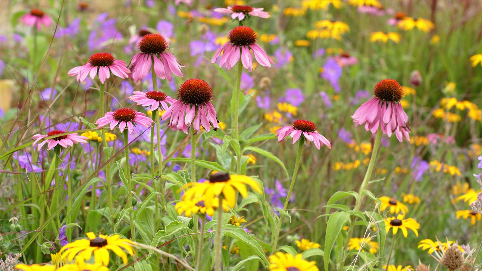 flowering plants &ndash; echinacea and rudbeckia