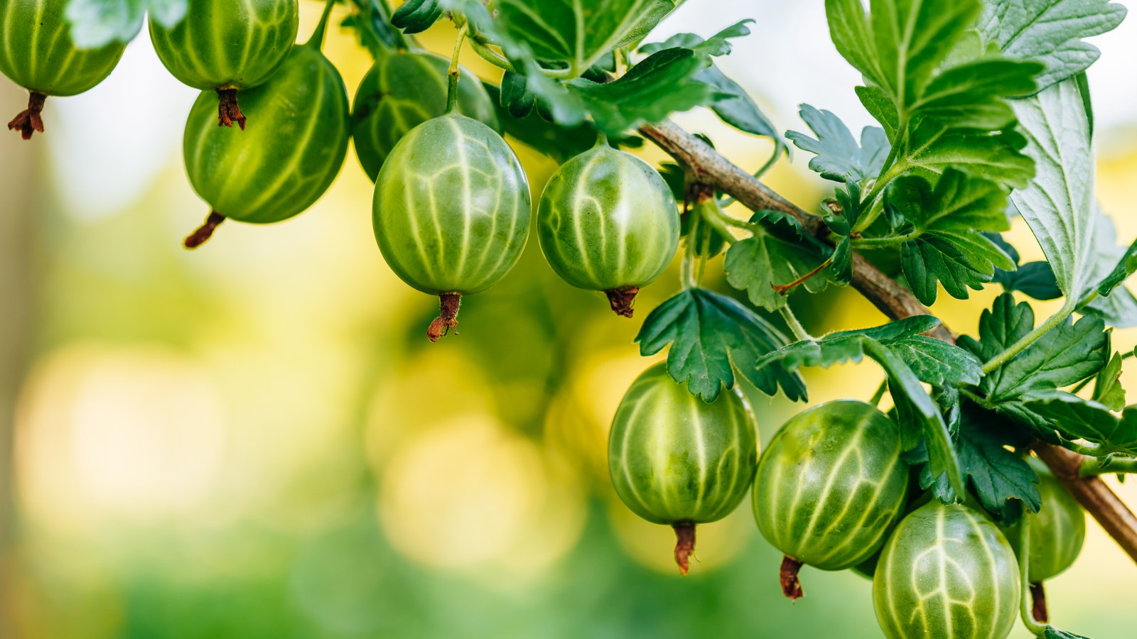 Green gooseberries growing on a branch