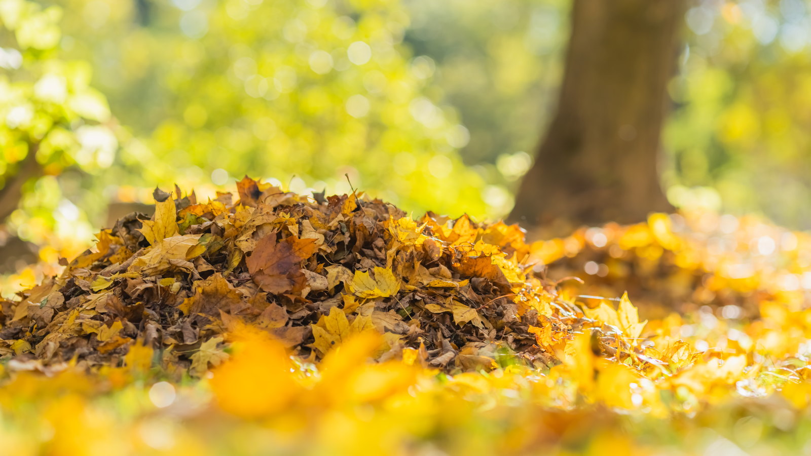 A pile of yellow fallen leaves in the fall 